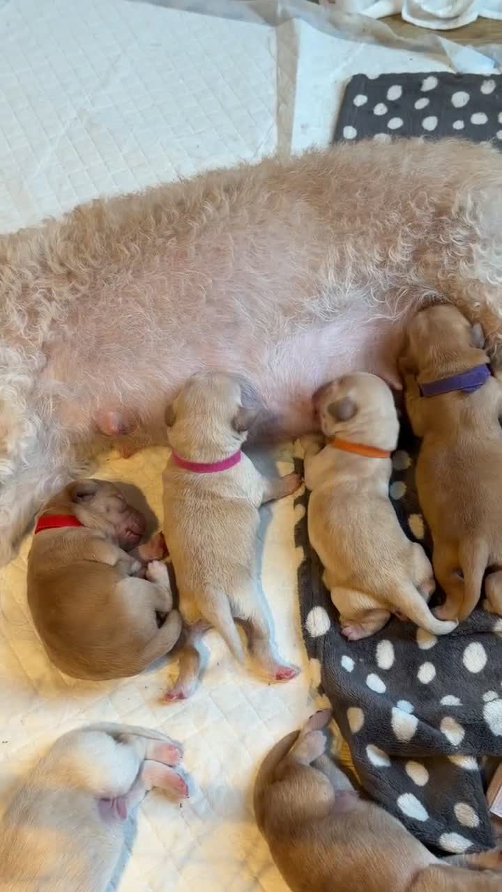 Labradoodle dogs for sale: F1 labradoodles  in Glasgow - Video 2