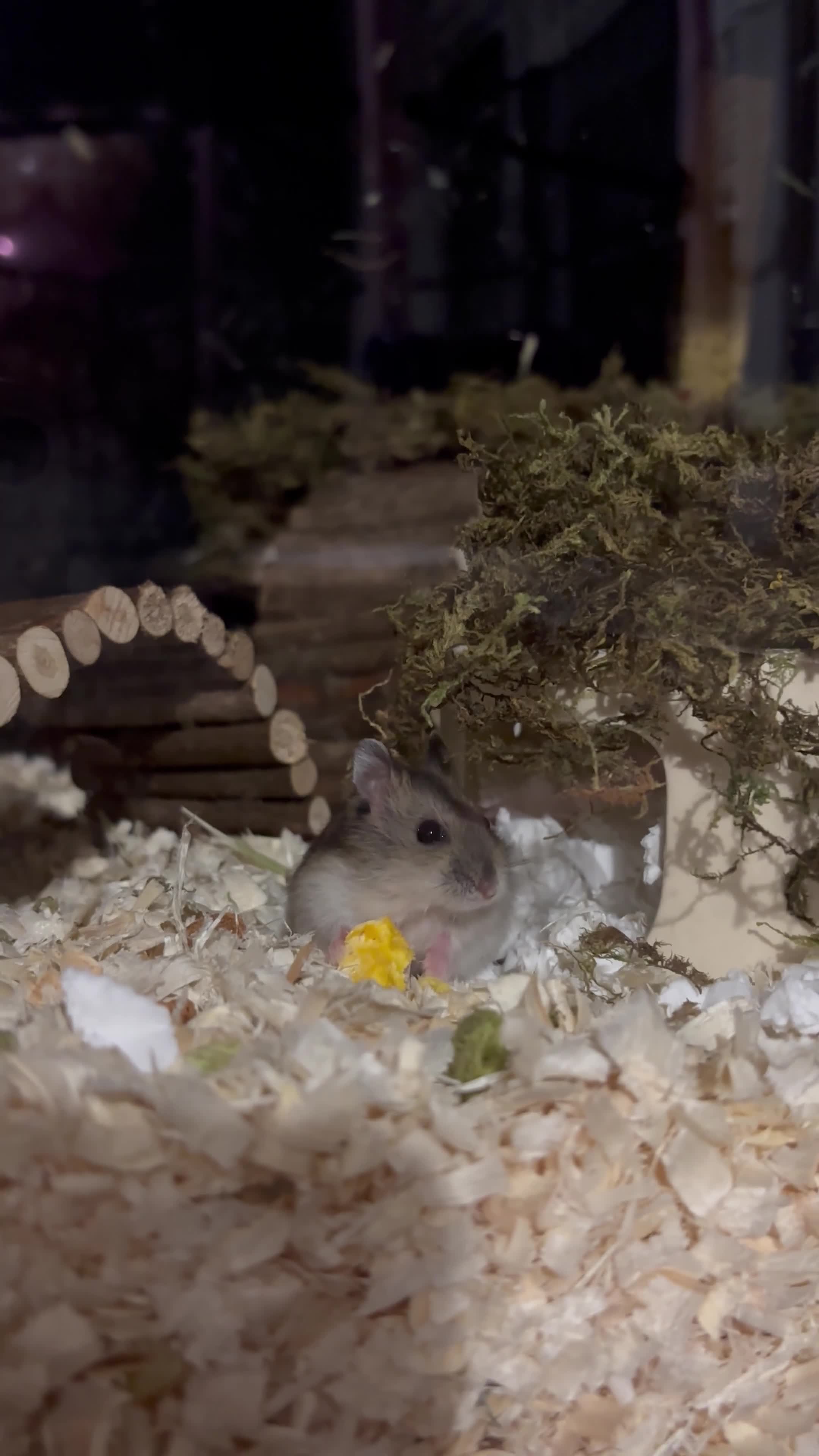 Hamster rodents for sale: Syrian hamster with full set up  in Sandbach - Video 1