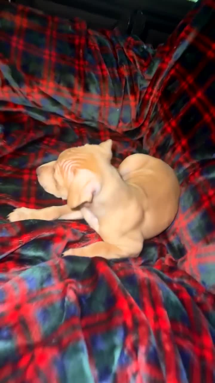 Mixed Breed dogs for sale: Staff X Sharpei puppies  - Video 4