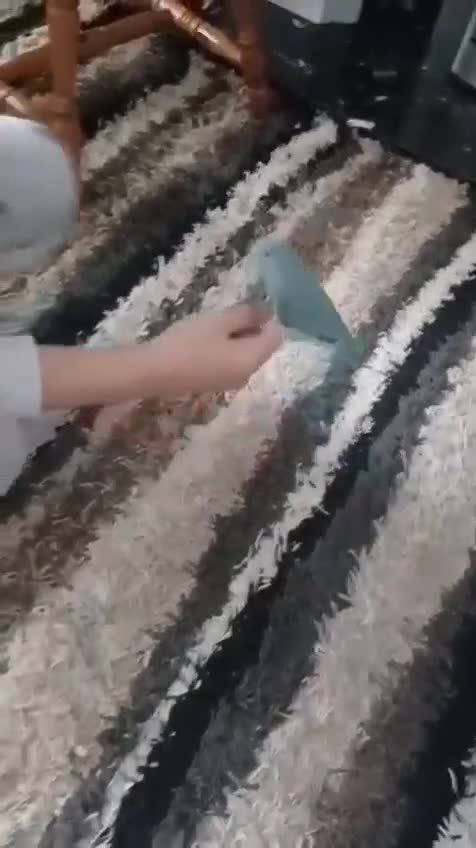 Parrots birds for sale: Female parrotlet - Video 2