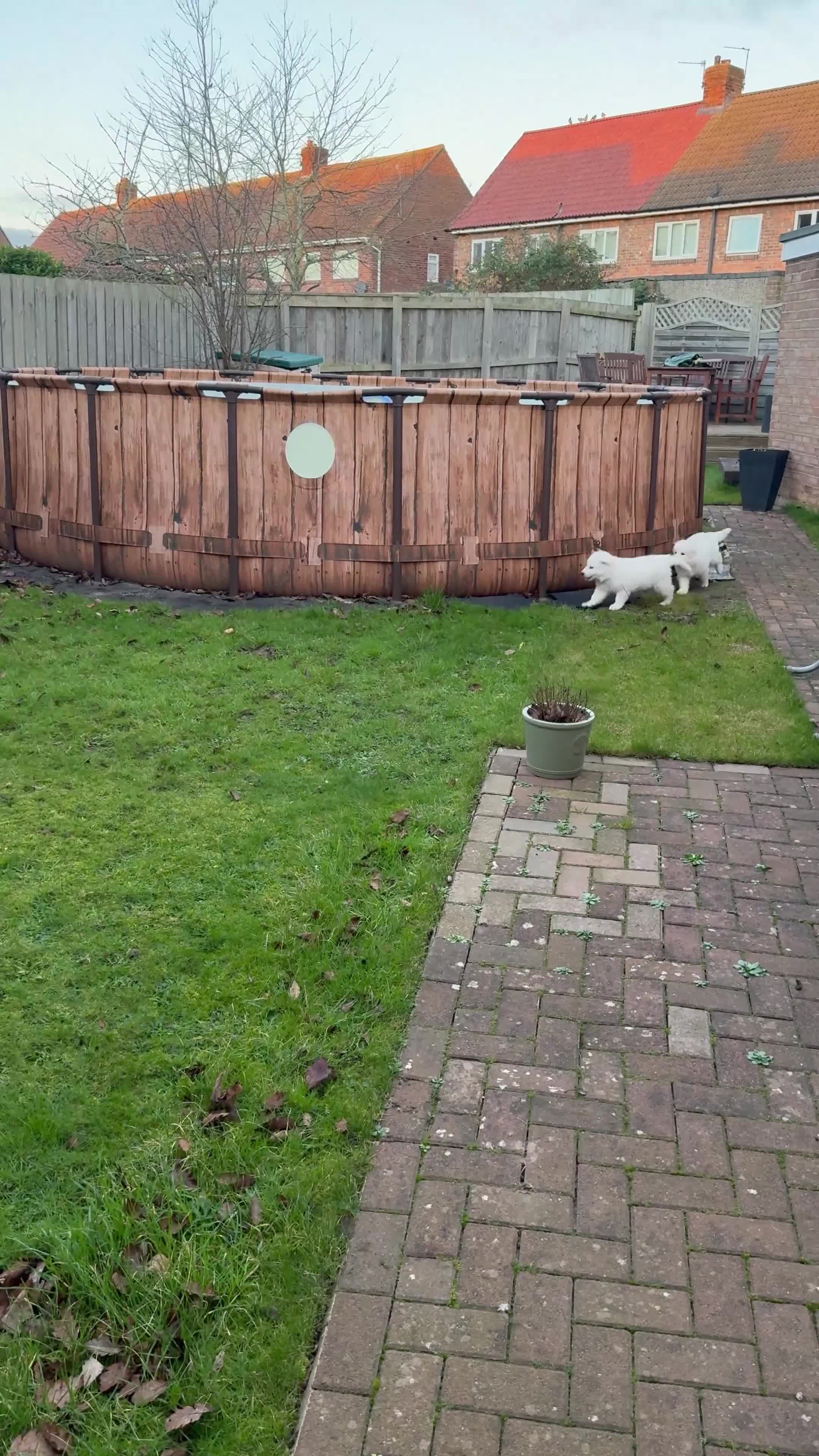 White Swiss Shepherd dogs for sale: Ready for collection - Video 2