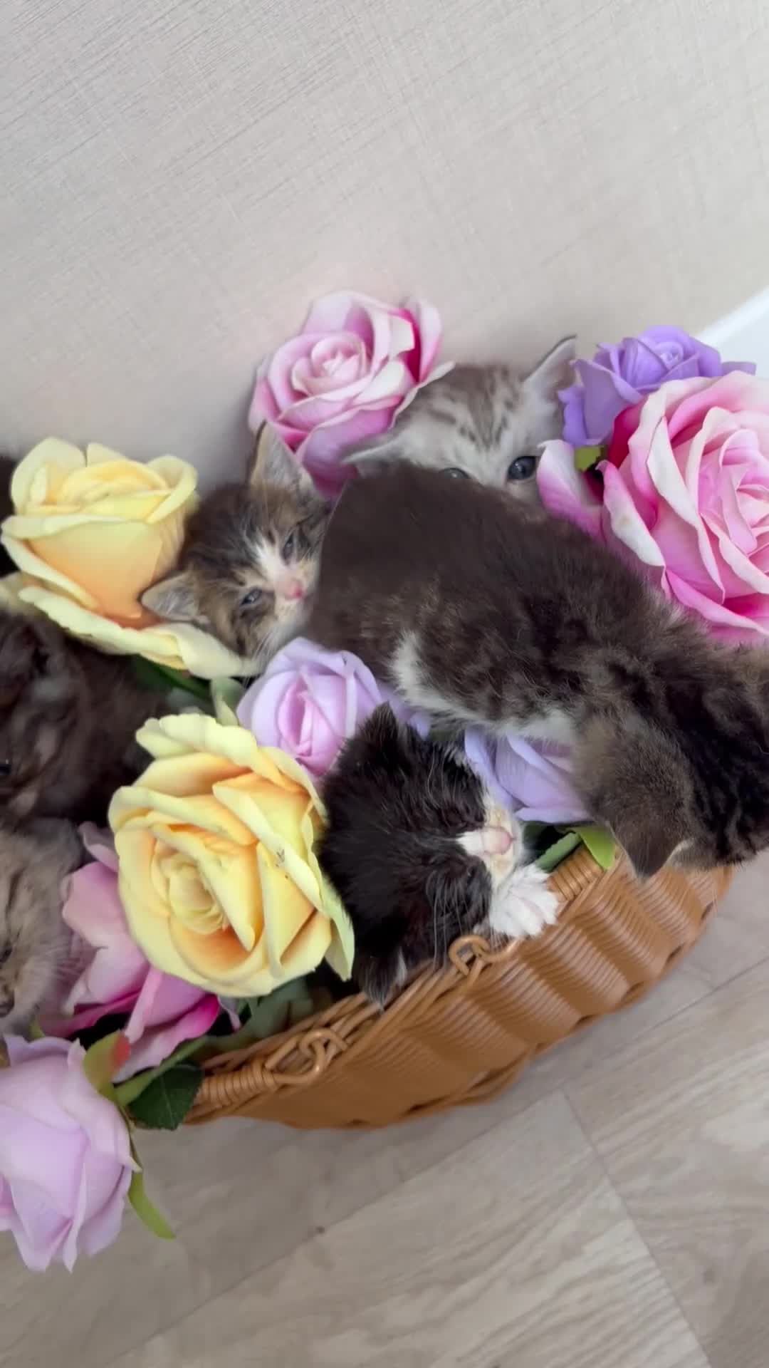 British Shorthair cats for sale: Adorable British shorthair mix kittens  - Video 1