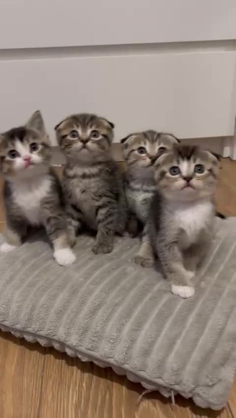 Scottish Fold cats for sale: 4 Scottish fold girl kittens  - Video 2