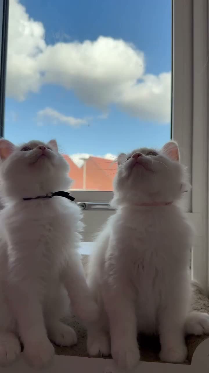 Ragdoll cats for sale: Pure Ragdolls ❤️ Vaccinated|Vet Checked|Chipped ✅ - Video 2