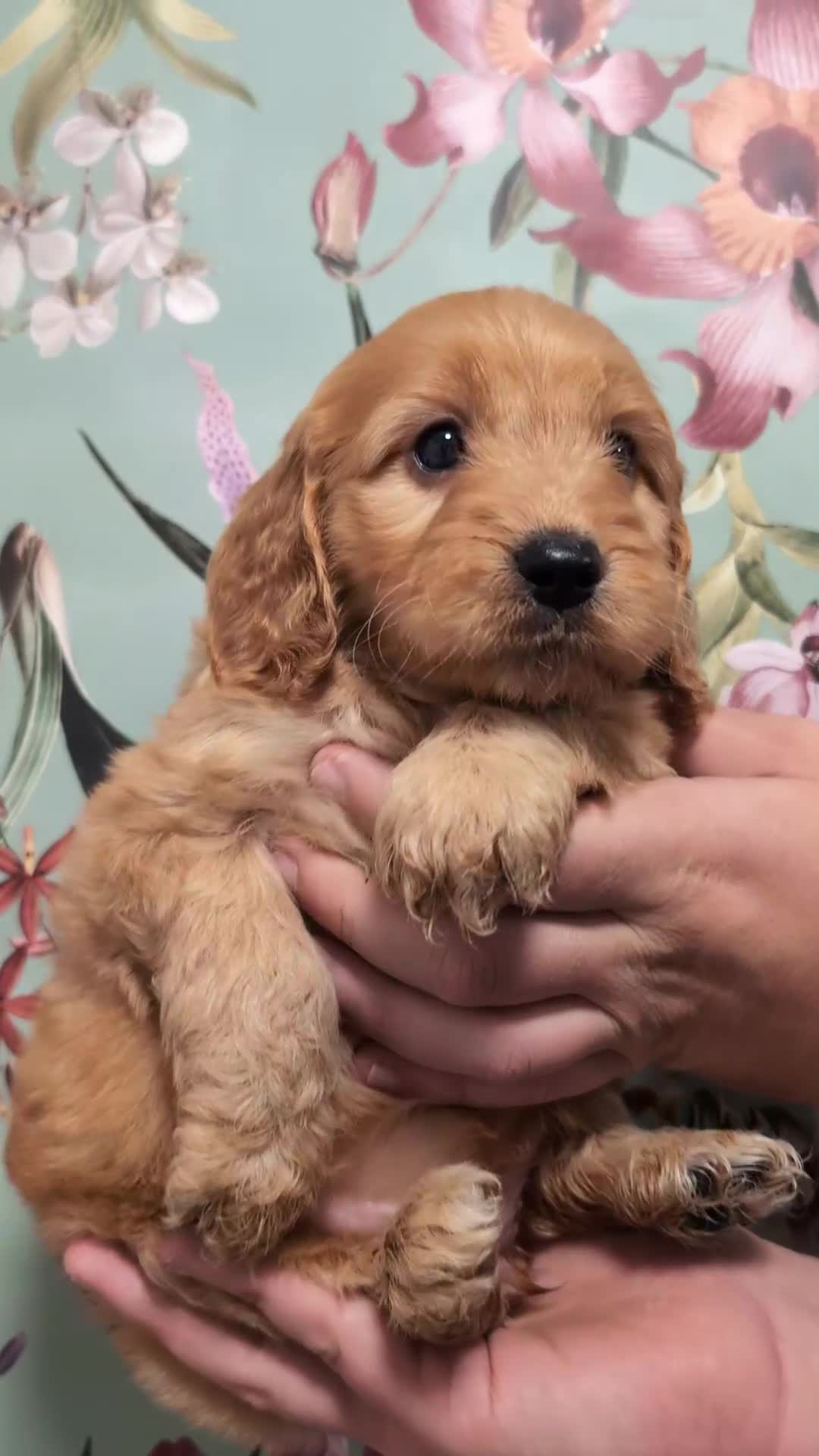 Cockapoo dogs for sale: Show type Cockapoos DNA CLEAR  - Video 3
