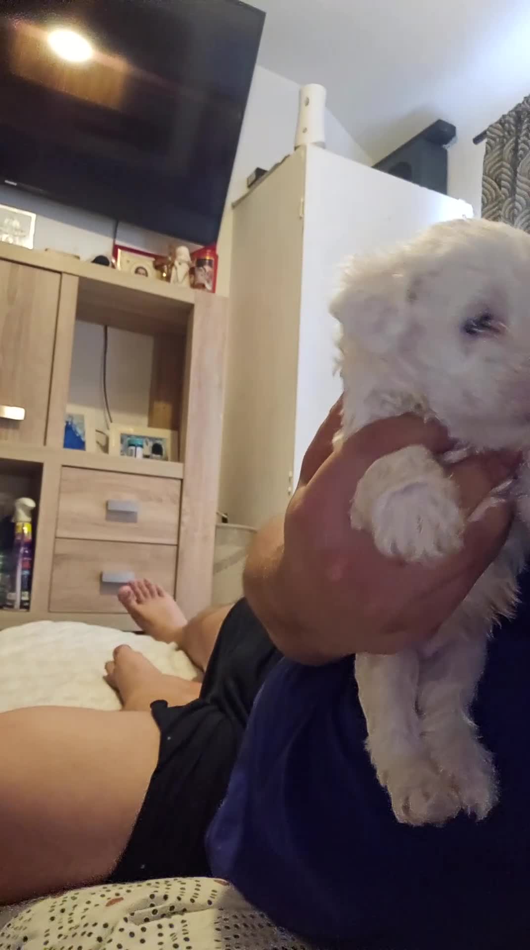 Bichon Frise dogs for sale: Bichon - Video 1