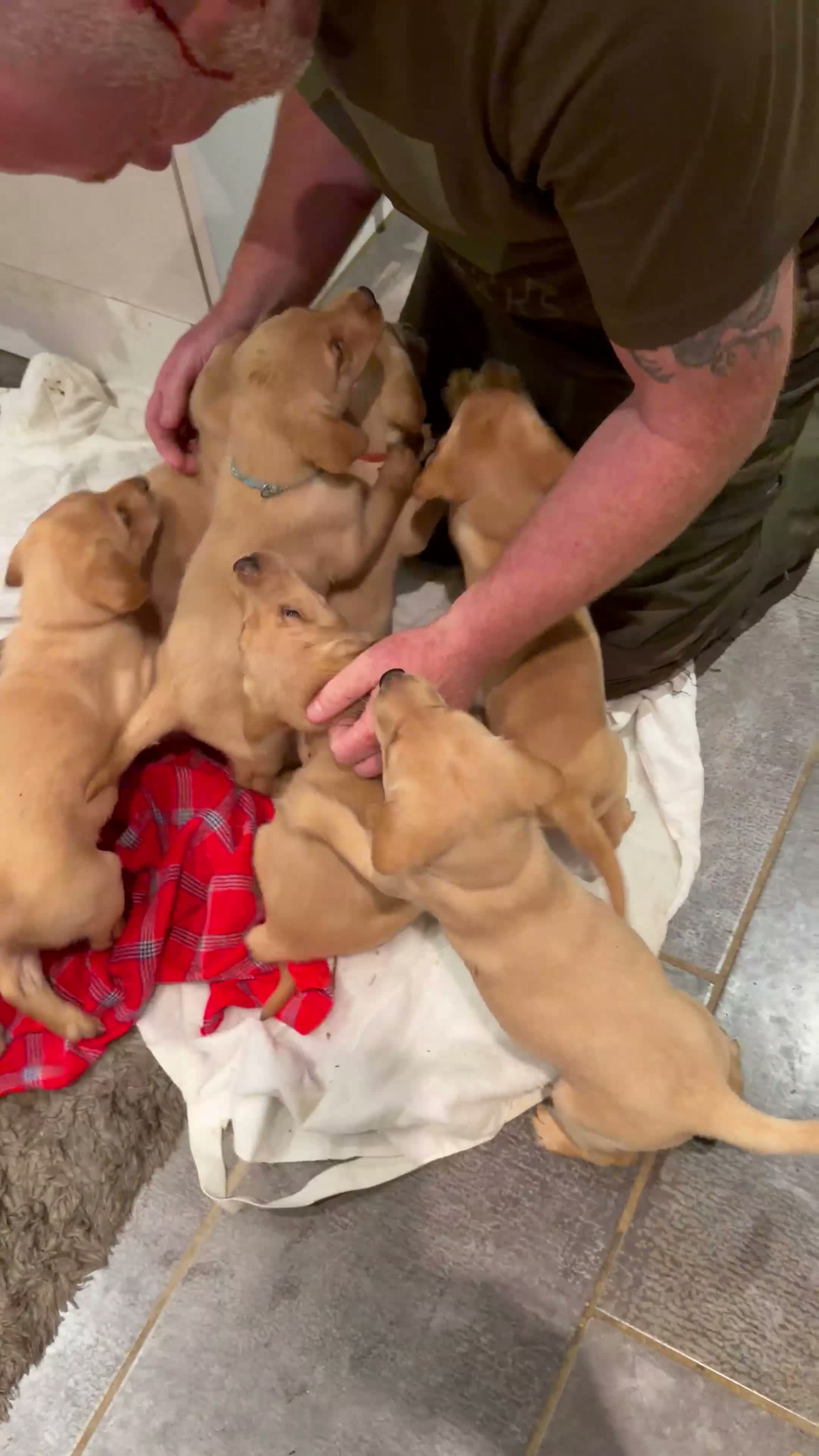 Labrador Retriever dogs for sale: Working fox Red/yellow Labradors - Video 1