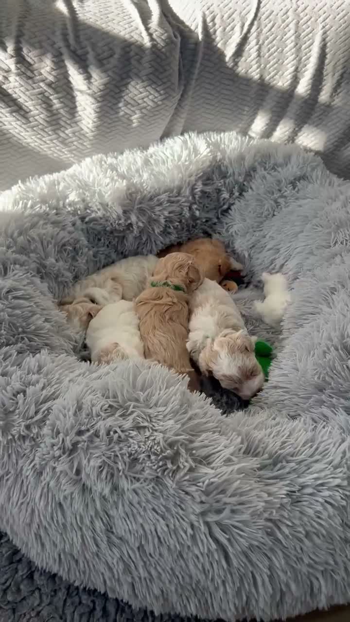 Maltipoo dogs for sale: Beautiful Maltipoochon puppies  - Video 1