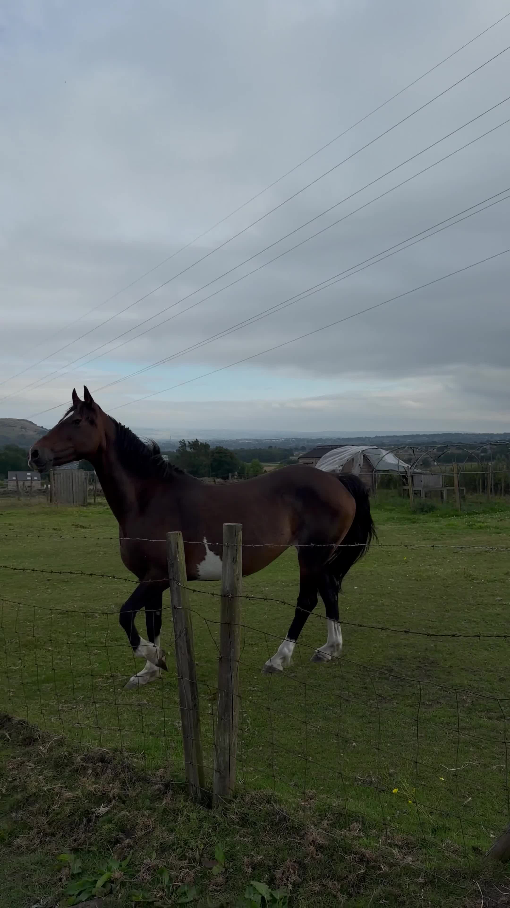 Hackney horses for sale: BAMBI in Halifax - Video 1