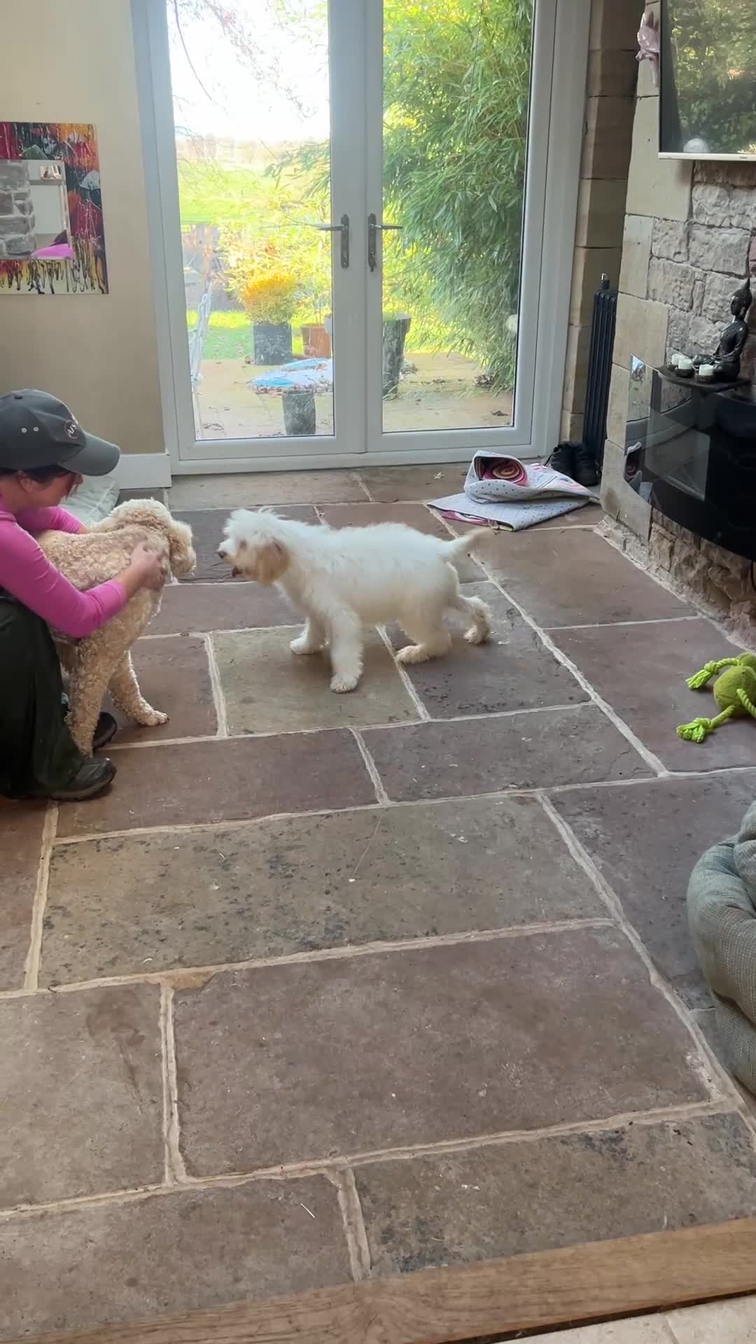 Lagotto Romagnolo dogs for sale: Quality lagotto pups - Video 1