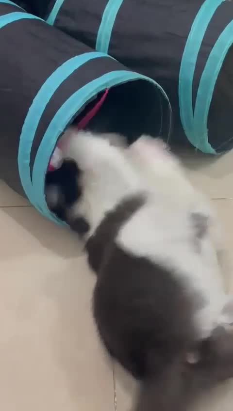 Mixed Breed cats for adoption: SUSHI - mix Persian girl fun affectionate spayed - Video 2