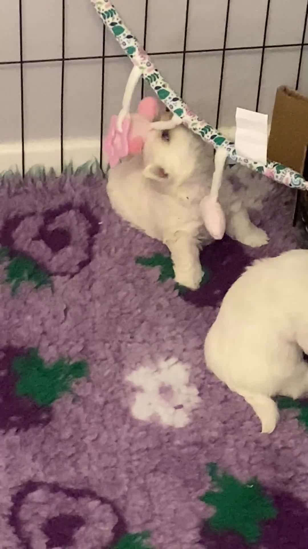 West Highland Terrier dogs for sale: Beautiful West Highlsnd White Terrier Puppies- - Video 1