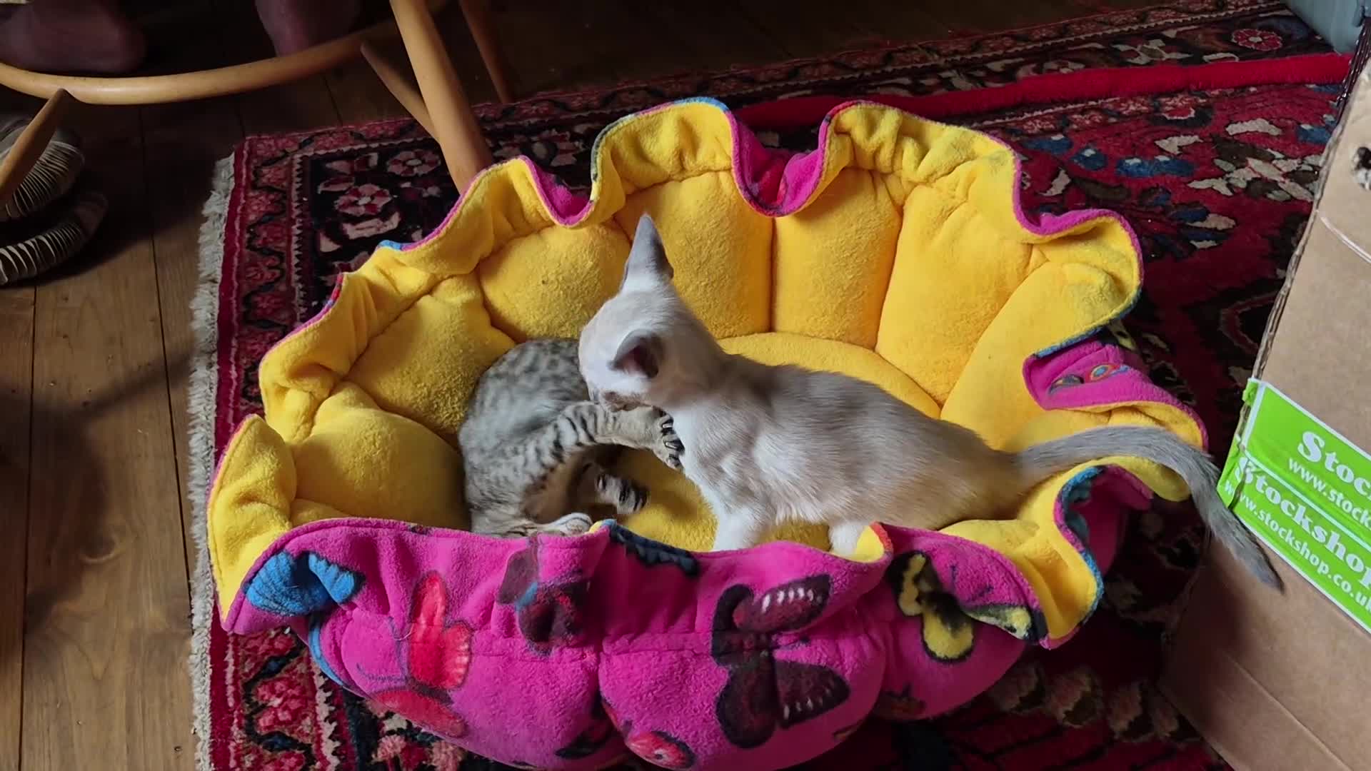 Oriental cats for sale: GCCF registered - Video 1