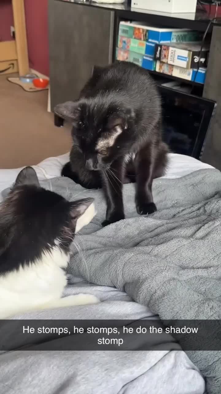 Bombay cats for sale: Shadow - Bombay - Video 1