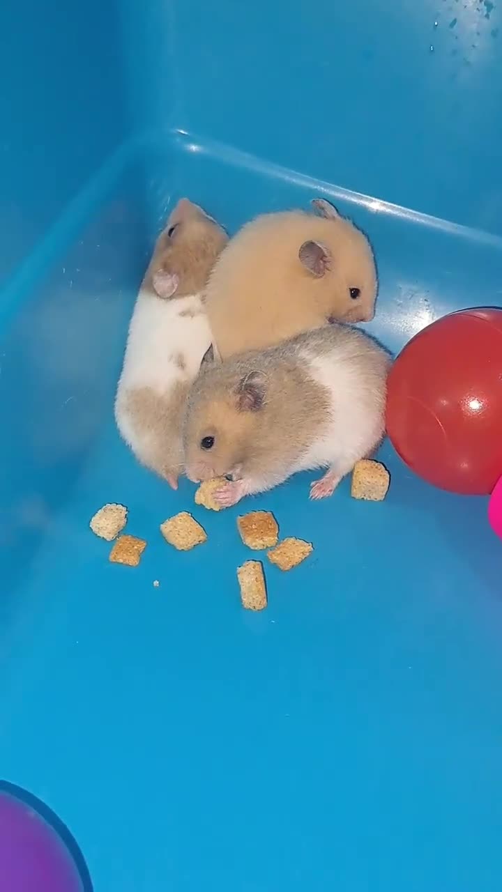 Hamster rodents for sale: Sirian hamsters - Video 1