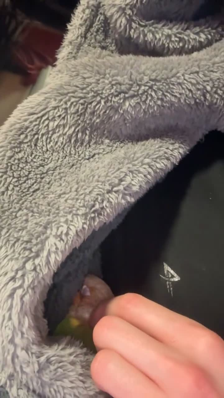 Conures birds for sale: Pineapple conure (read description)  - Video 3