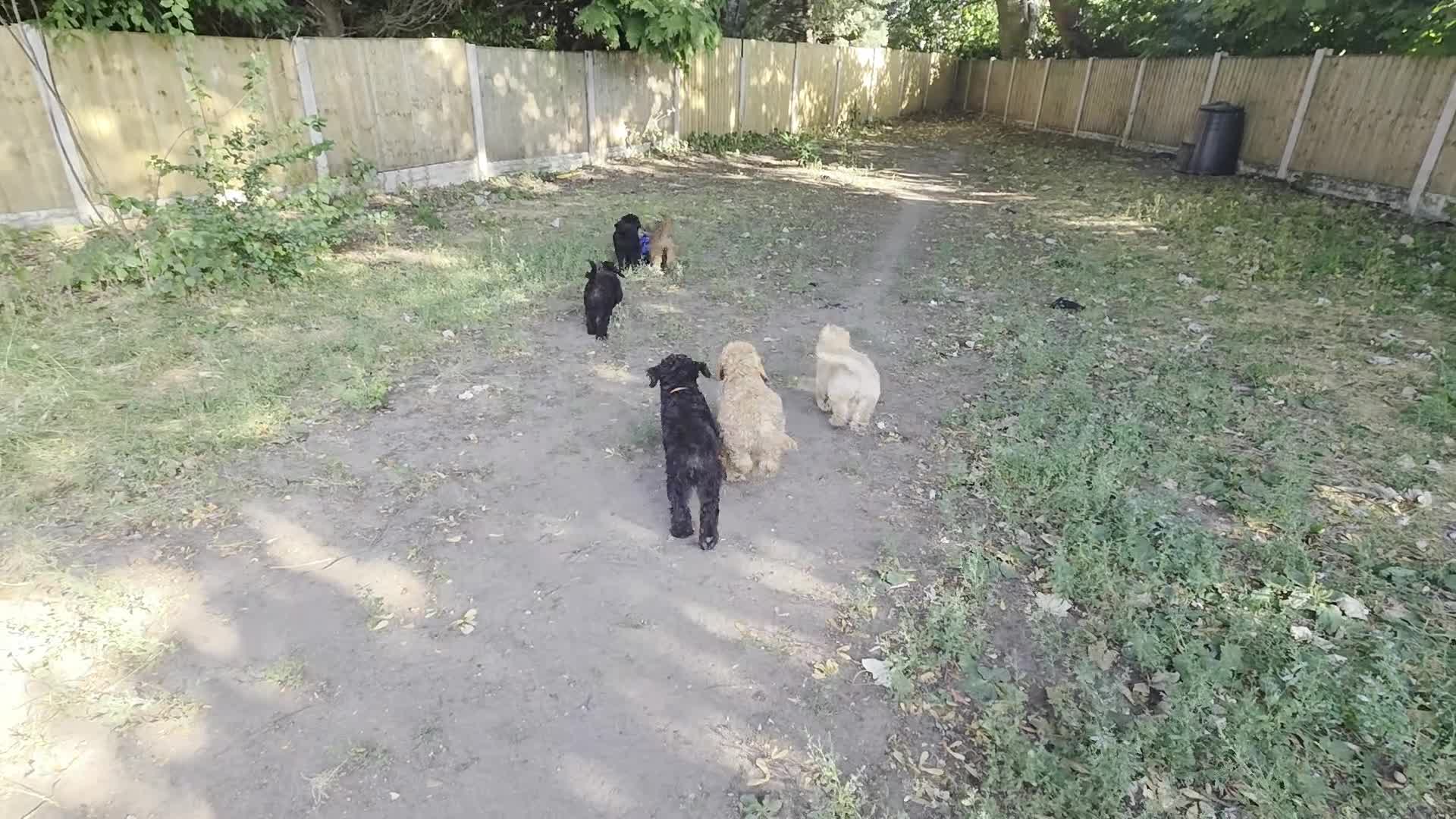 Cockapoo dogs for sale: Health Tested F1b Cockapoo Puppies - Video 1
