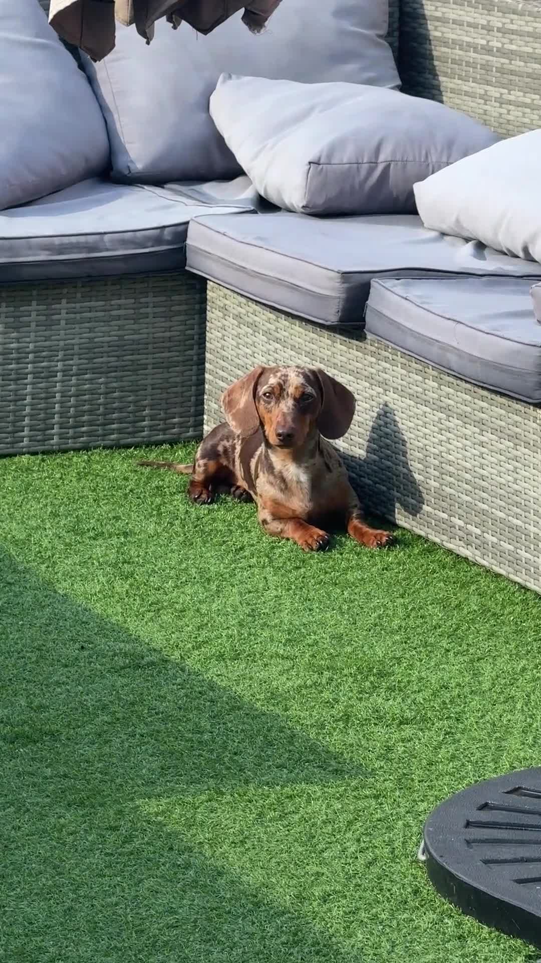 Miniature Dachshund dogs for stud: WINSTON THE DAPPLE STUD 🐾🌭 in Coulsdon - Video 2