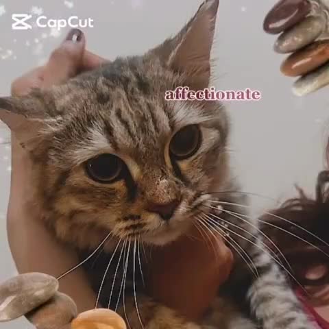 Mixed Breed cats for adoption: PERSE - ADORABLE BEAUTIFUL SEMI LONG HAIR SPAYED - Video 2