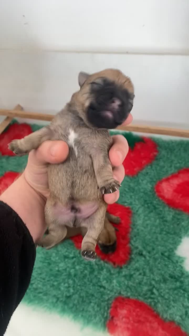 Mixed Breed dogs for sale: 4 male Border/Cairn Terriers - Video 4