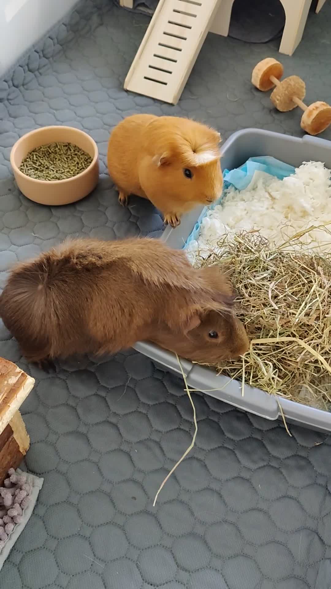 Guinea Pig rodents for sale: 2 Guinea Pigs With Large Cage & Accessories in Wednesbury - Video 1