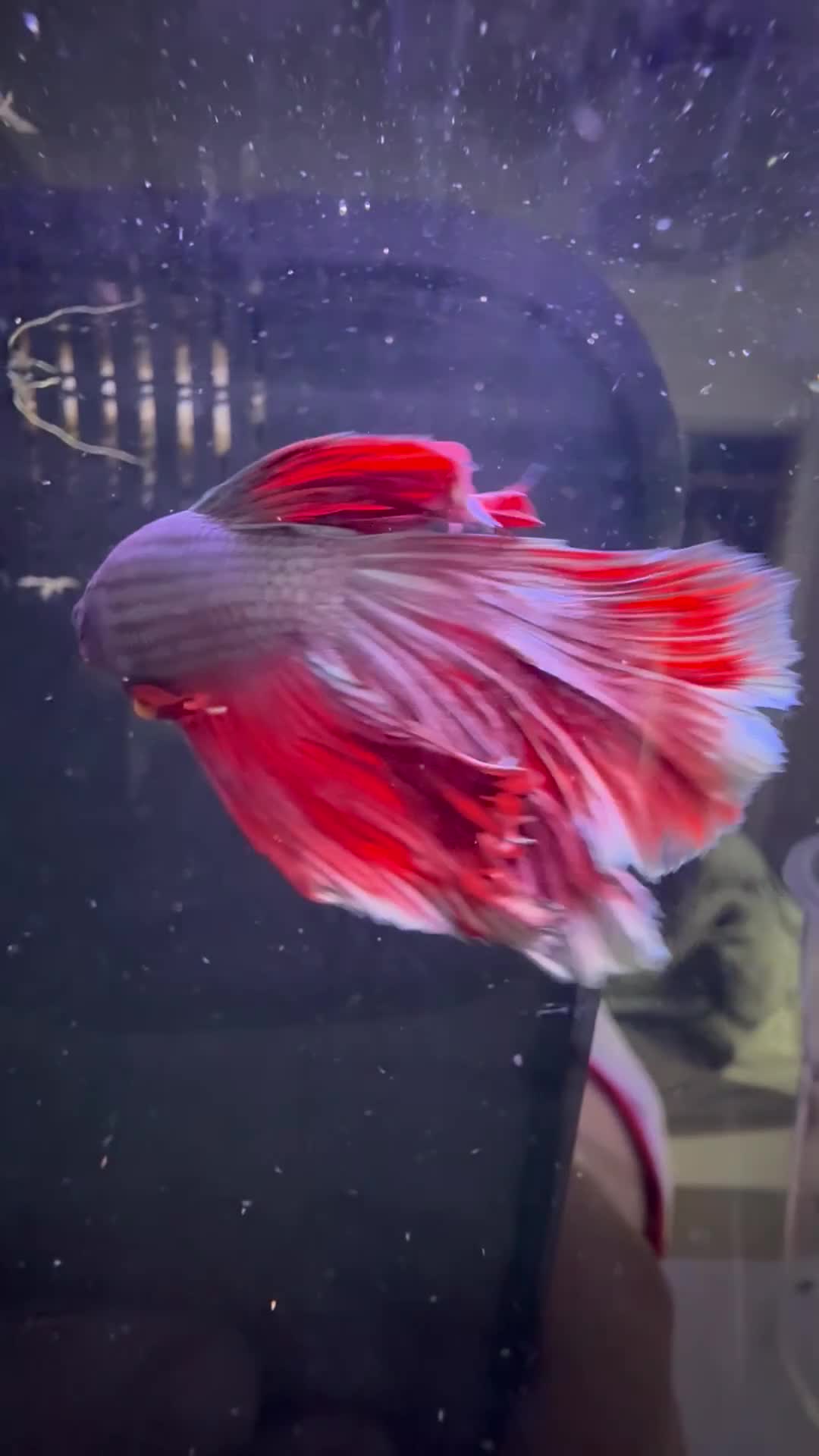 Bettas fish for sale: Various betta fish available  - Video 4