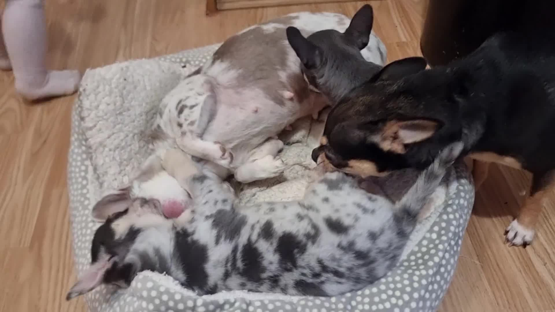 Chihuahua dogs for sale: Merle chihuahua 2 x boy puppy puppies  - Video 1