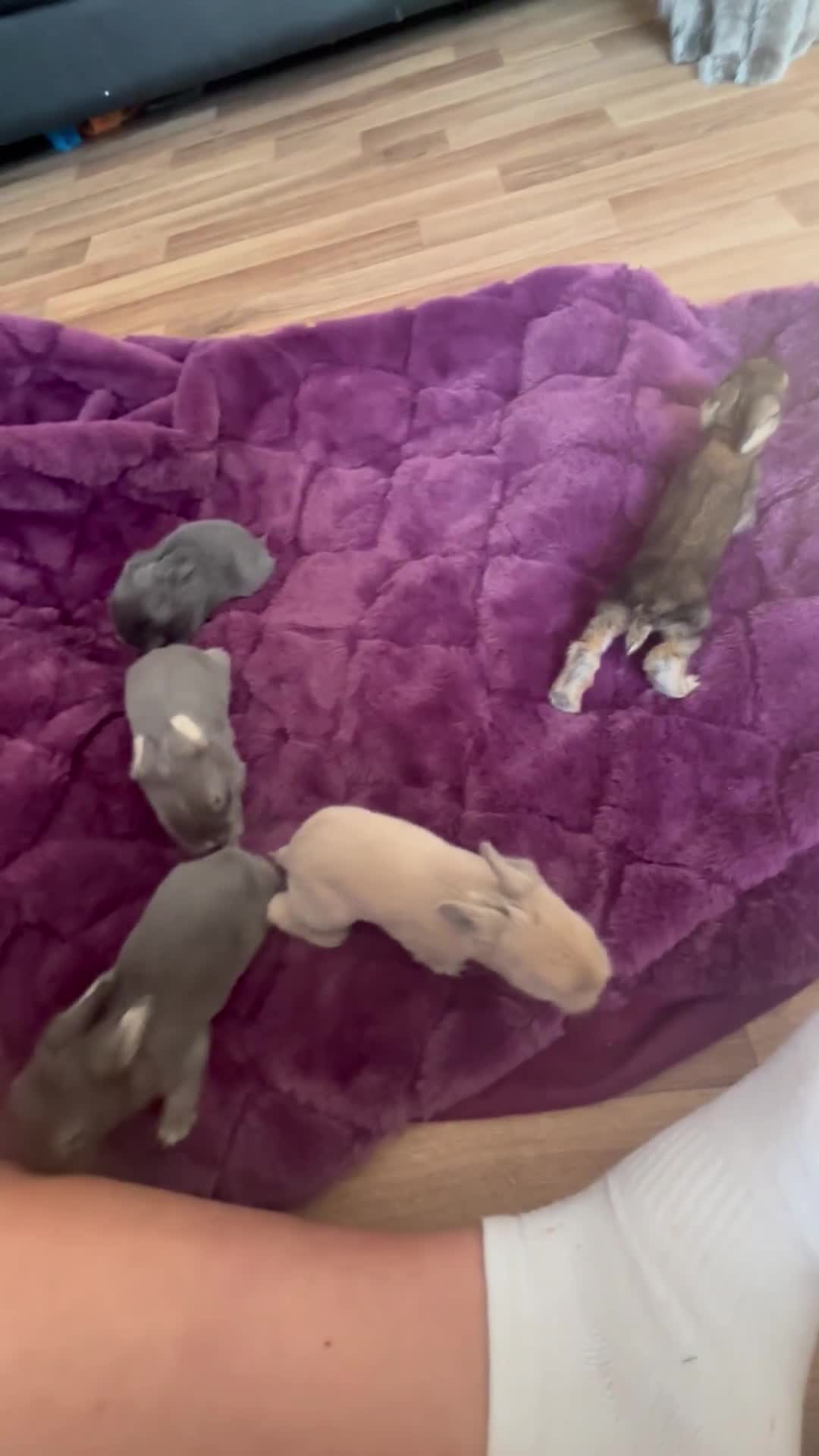Mini Lion Lop rabbits for sale: Mini lion lops  - Video 2