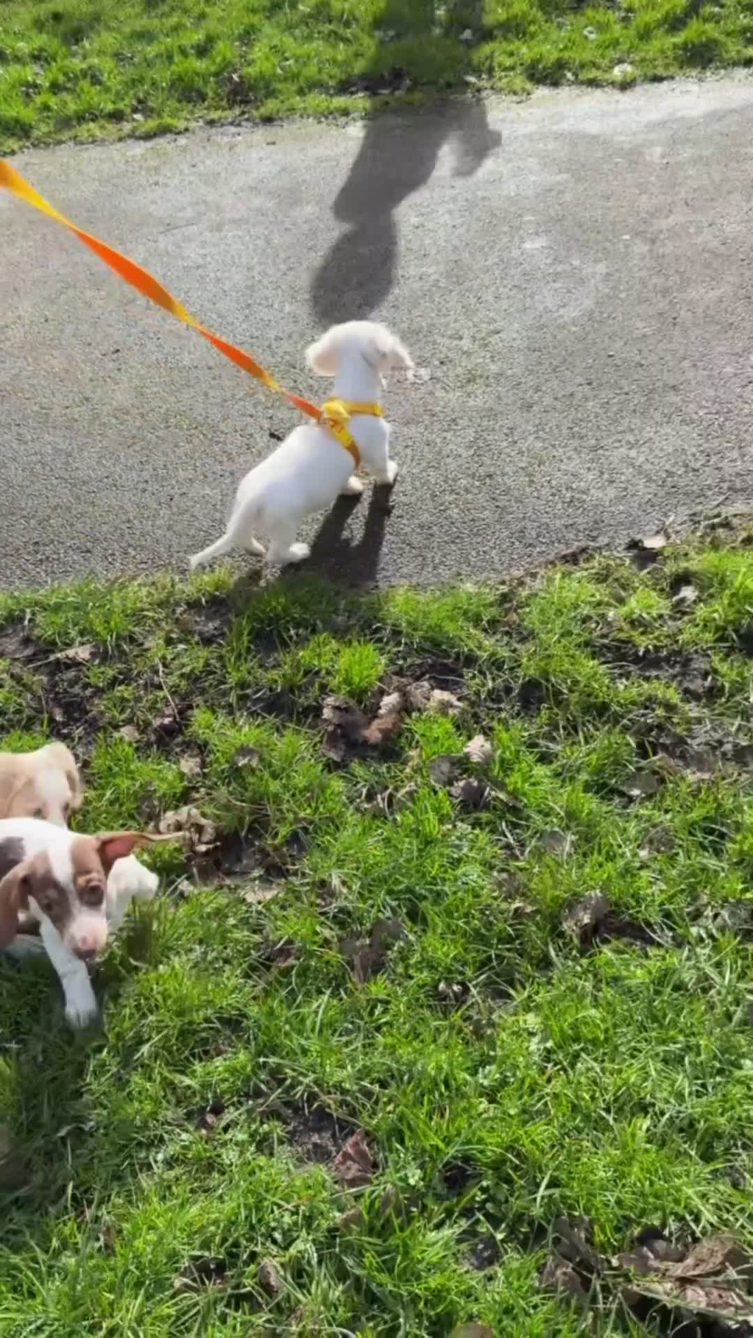 Miniature Dachshund dogs for sale: Clear cream miniature dachshunds  - Video 5