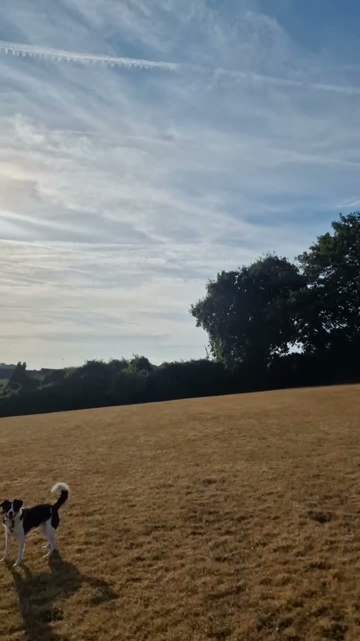 Sprollie dogs for sale: Luna the sprollie  - Video 2