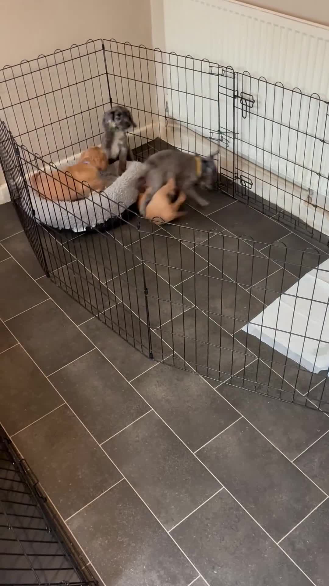 Cocker Spaniel dogs for sale: Lemon and white cocker spaniel  - Video 3