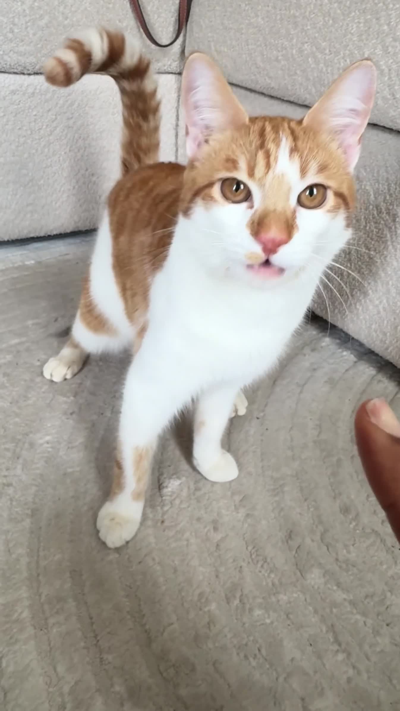Domestic Shorthair cats for sale: 8 mo MALE domestic ginger/white kitten in London - Video 3