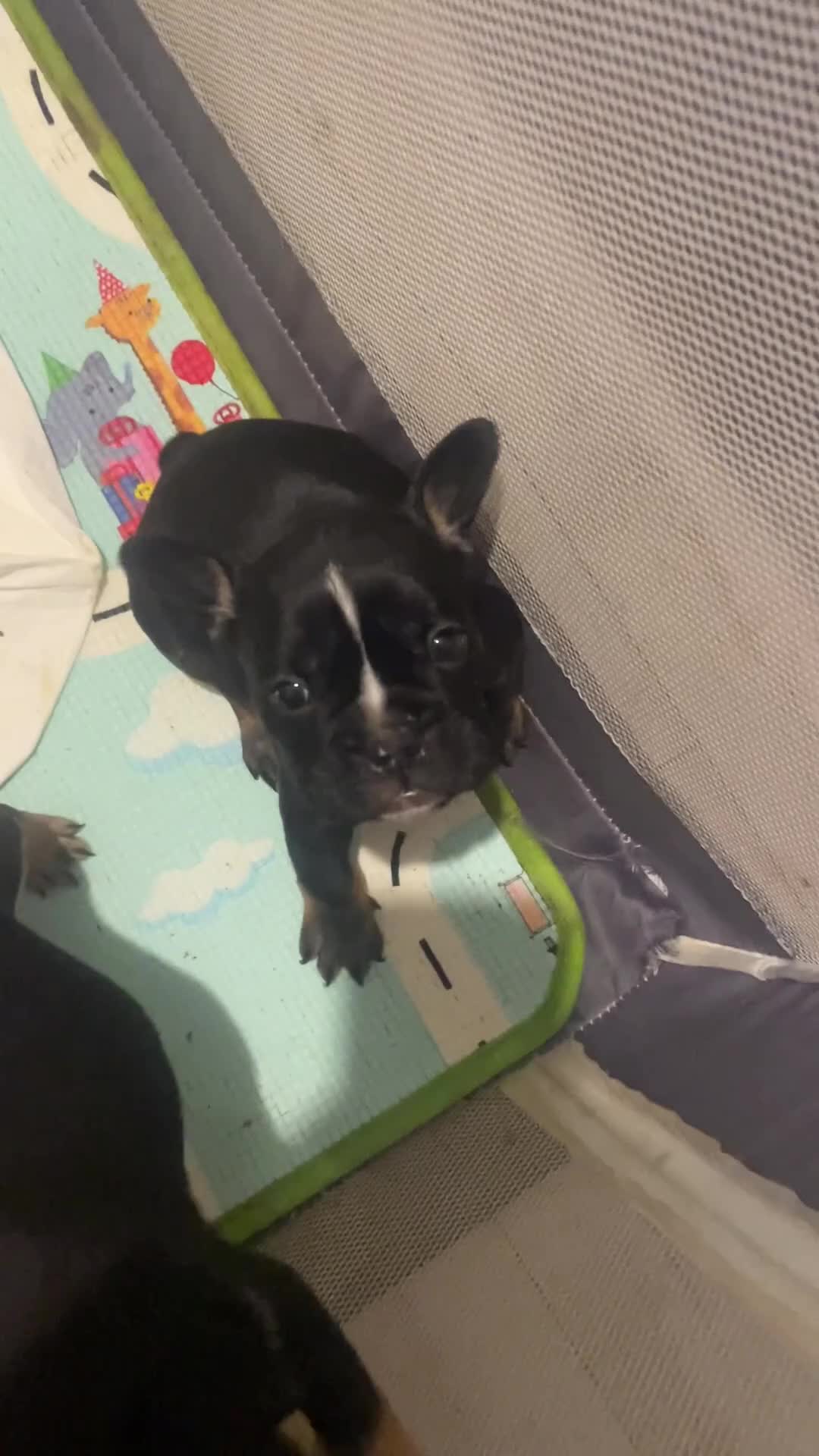 Mixed Breed dogs for sale: Puppy’s for sale  - Video 4