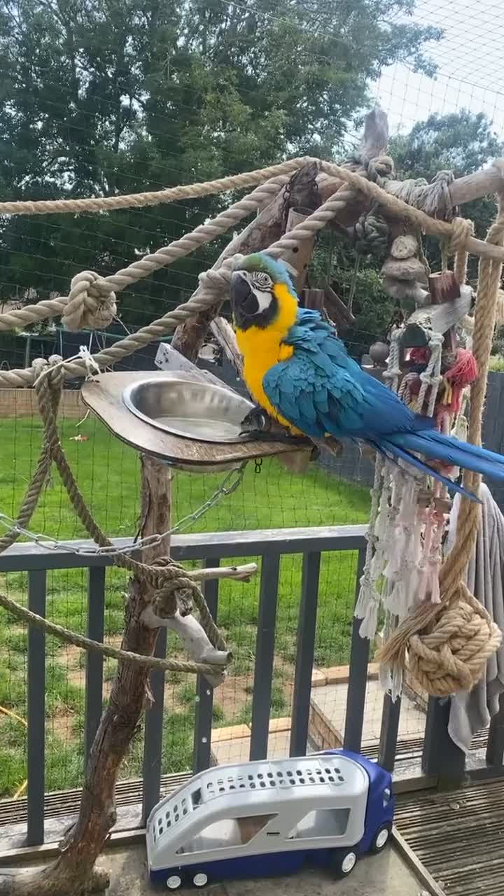 Parrots birds for sale: Male Macaw needing a new home  - Video 2