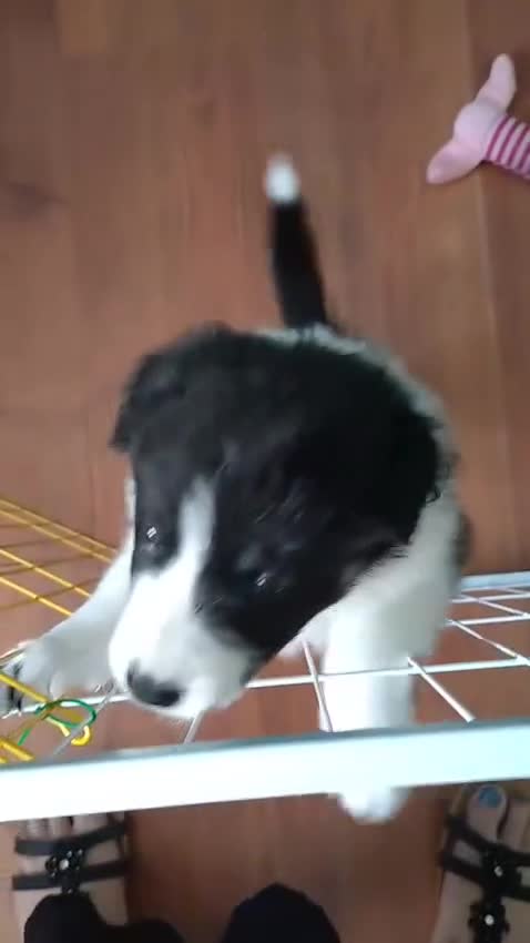 Border Collie dogs for sale: Border collie pups for sale - Video 1