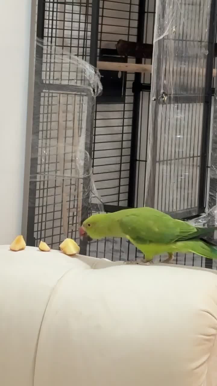 Ringnecks birds for sale: Ring neck parrot Pico  - Video 2