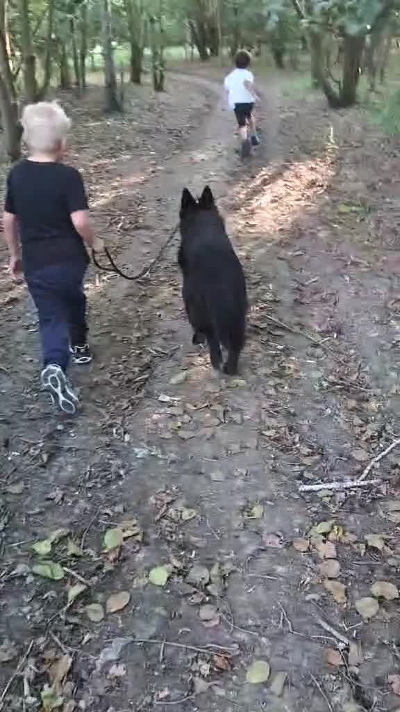 German Shepherd dogs for sale: 2year old female German shepherd  - Video 1