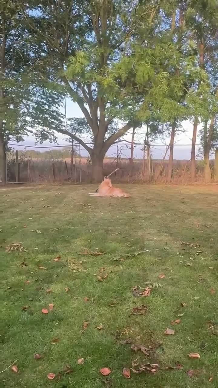 Golden Retriever dogs for stud: Golden retriever for stud - Video 1