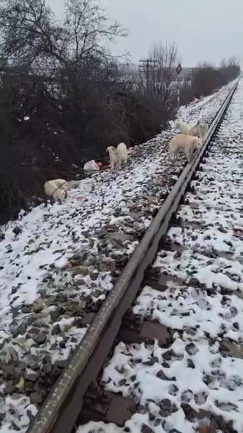 Mixed Breed dogs for adoption: 🤍 HAPPY – The Gentle Soul Who Still Believes 🐶✨ - Video 1