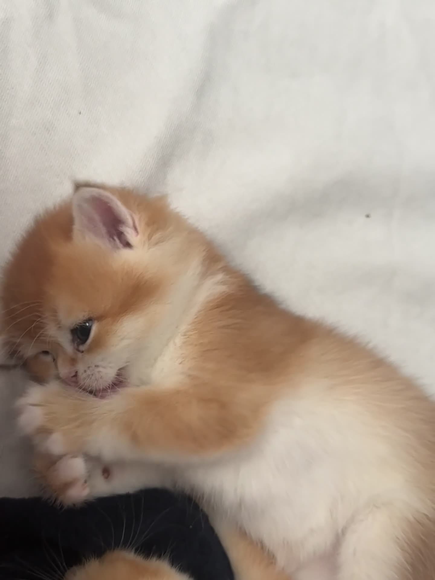 British Shorthair cats for sale: Golden shaded British Shorthair kittens Teddies  - Video 2