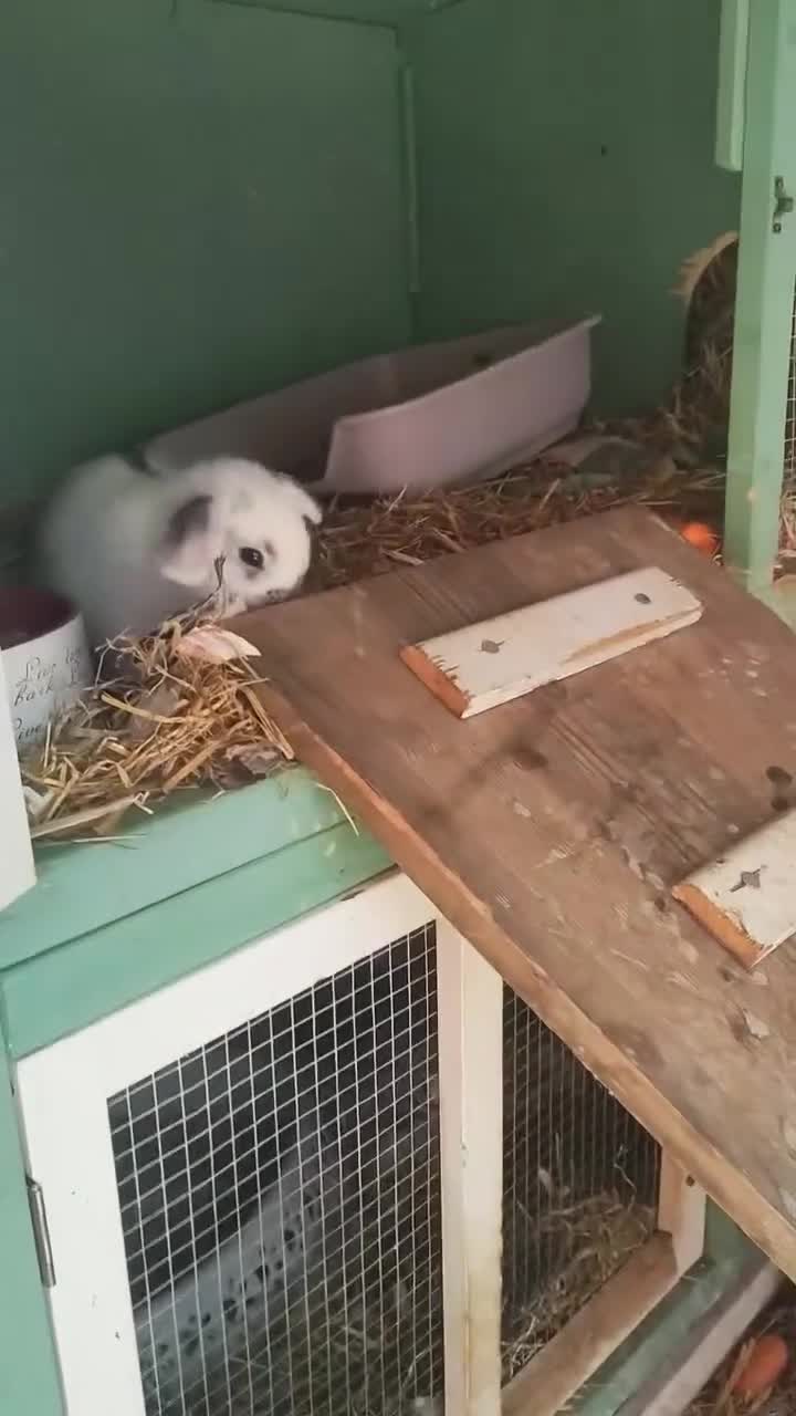 Dwarf Lop rabbits for sale: Two beautiful baby bunnies  - Video 1