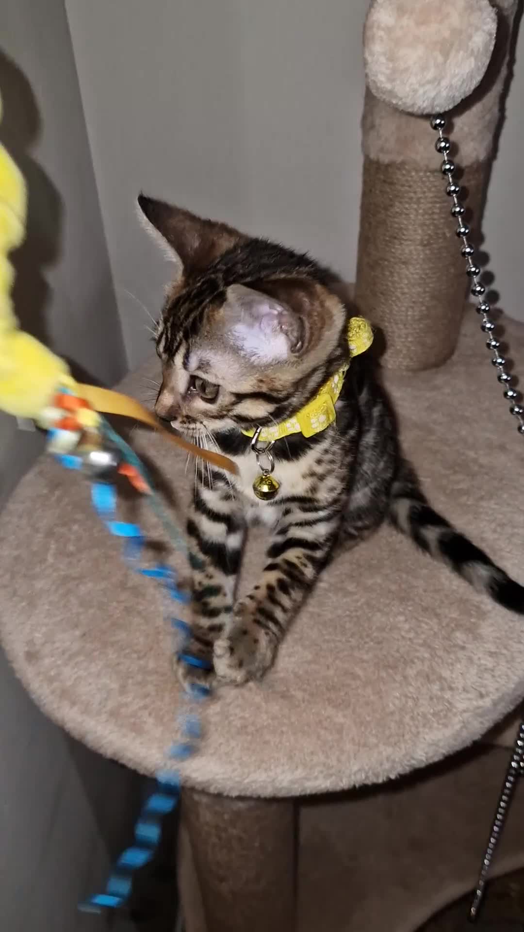 Bengal cats for sale: Two gorgeous Bengals girls  😻😻❤️ - Video 3