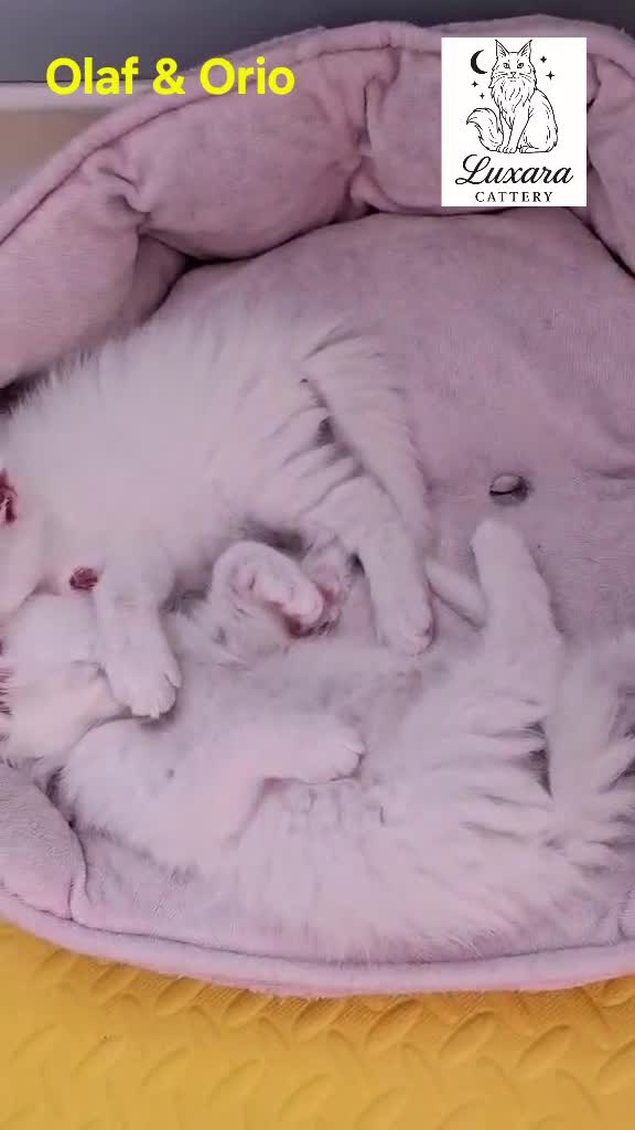 Maine Coon cats for sale: Adorable Purebred Maine Coon Kittens–GCCF/Pedigree - Video 5