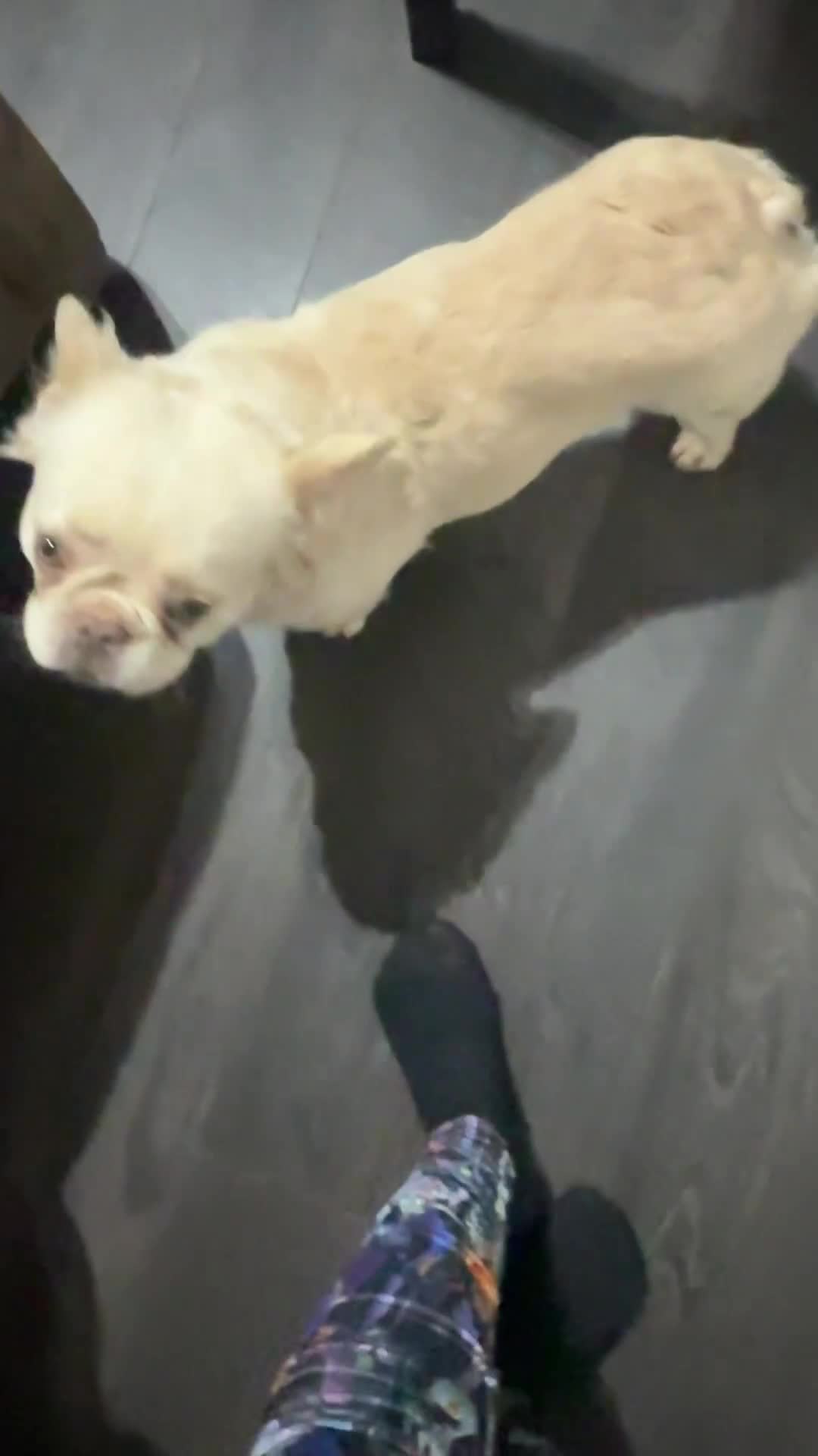French Bulldog dogs for sale: The Male is having chocolate testable gene - Video 2