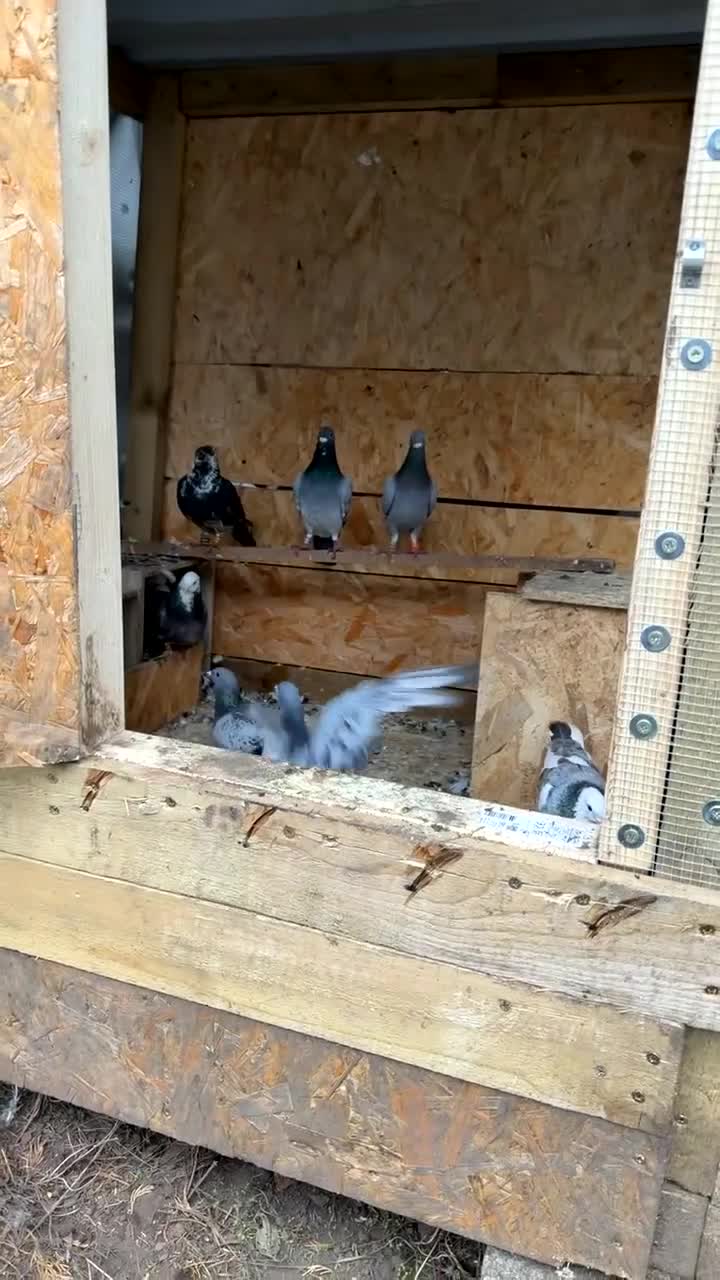 Pigeons birds for sale: Racing pigeons GB25 in Manchester - Video 1