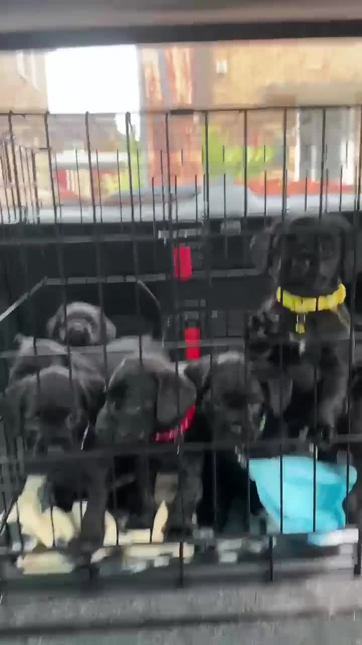 Mixed Breed dogs for sale: 🌟 Cockapoo-look Puppies! 🌟 - Video 2