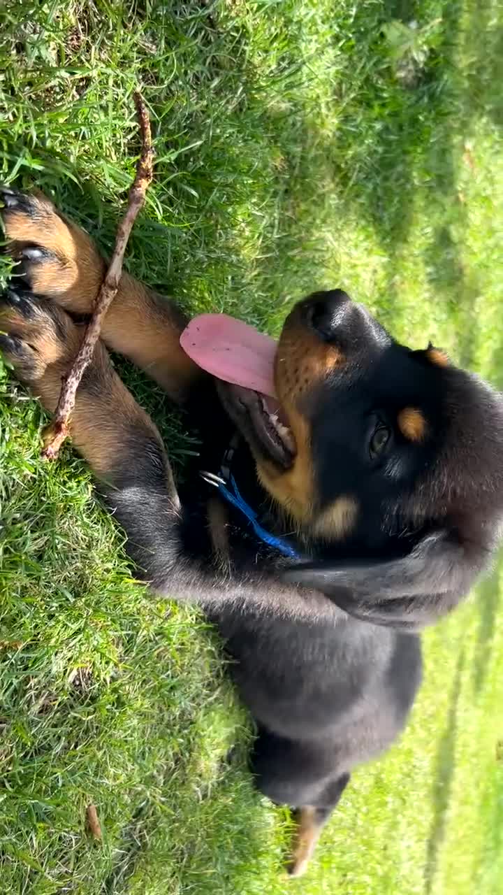 Rottweiler dogs for sale: Rottweiler boy puppy  - Video 1