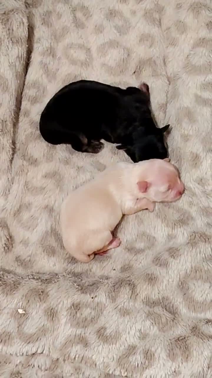 Chihuahua dogs for sale: 2x Chihuahua puppies  - Video 1