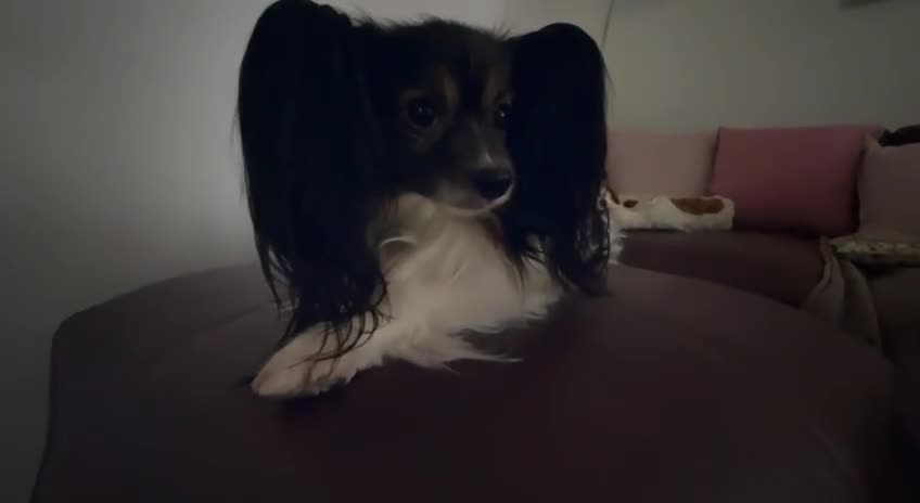 Papillon dogs for stud: 🦋 STUD PAPILLON 🦋 - Video 4