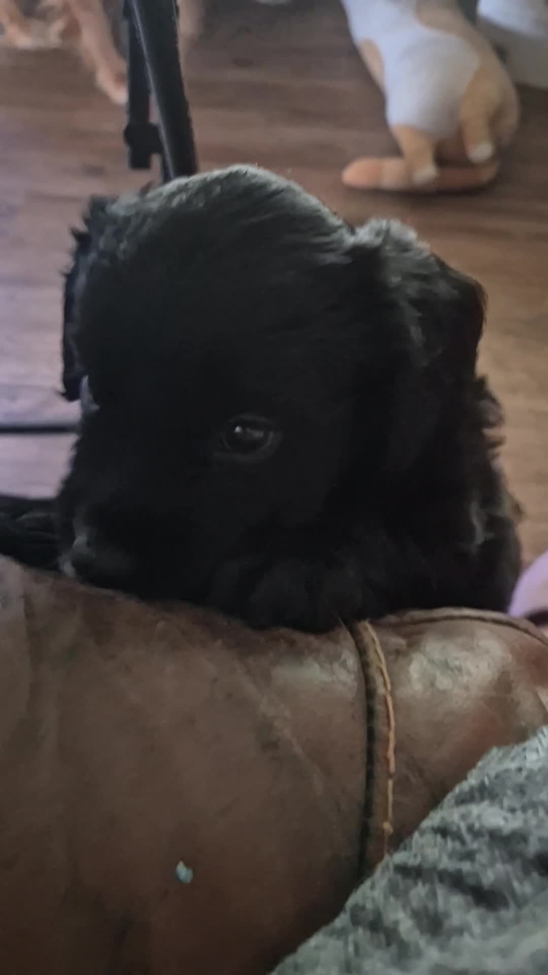 Mixed Breed dogs for sale: X2 Very cute Working cocker x Border Collie pups  in Deal - Video 2